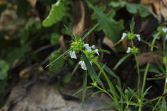 Leucas lavandulifolia